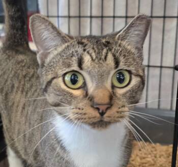 Reyna -  Domestic Short Hair Cat for Adoption in Southbury, Connecticut - Reyna | PetCurious
