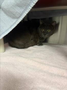 RORI -  Domestic Short Hair Cat for Adoption in Derwood, Maryland - RORI | PetCurious