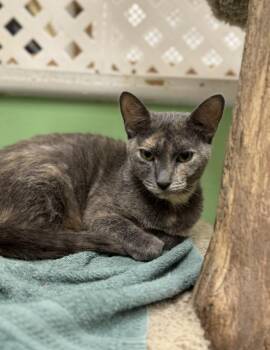 Rescue Domestic Short Hair Cats for Adoption in Chicago, Illinois - Lovely | PetCurious