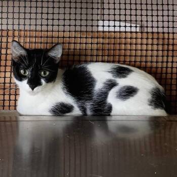 Manx Cats Available for Adoption in Jamestown, North Dakota - Hazel | PetCurious