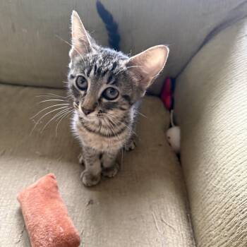 Domestic Short Hair Cats Available for Adoption in Syosset, New York - Millie | PetCurious