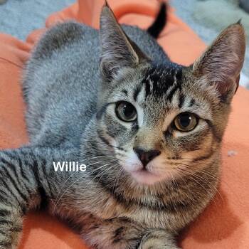 Willie -  Tabby and Domestic Short Hair Cat for Adoption in Portland, Oregon - Willie | PetCurious