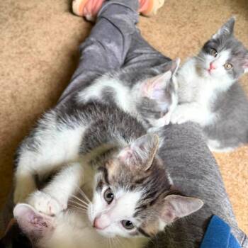Kenmore -  Domestic Short Hair Cat for Adoption in Lenexa, Kansas - Kenmore | PetCurious