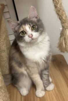 Luna Stella -  Domestic Medium Hair and Domestic Short Hair Cat for Adoption in Wilkesboro, North Carolina - Luna Stella | PetCurious