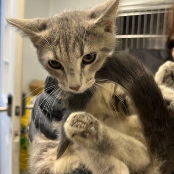 Rescue Domestic Short Hair Cats for Adoption in Wappingers Falls, New York - Natasha | PetCurious