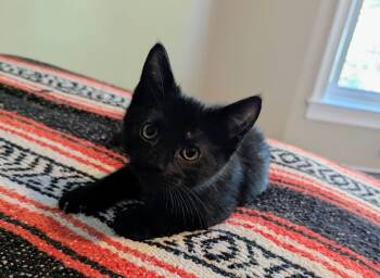 Phelps -  Domestic Short Hair Cat for Adoption in Trenton, New Jersey - Phelps | PetCurious