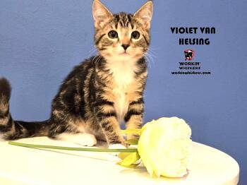 Rescue Tabby and Tiger Cats for Adoption in Hemet, California - VIOLET VAN HELSING | PetCurious