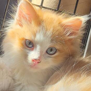 Rescue Domestic Long Hair Cats for Adoption in Barron, Wisconsin - Mango PENDING ADOPTION | PetCurious