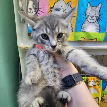 Taco Bell -  Domestic Short Hair Cat for Adoption in Ridgely, Maryland - Taco Bell | PetCurious