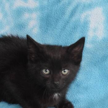 Clarke 53033 -  Domestic Short Hair Cat for Adoption in Eureka, California - Clarke 53033 | PetCurious