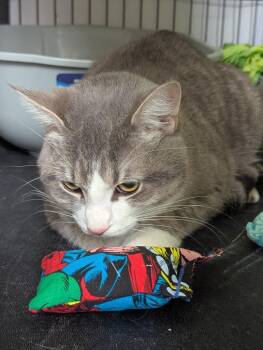 BLUEBERRY -  Domestic Short Hair Cat Available for Adoption in Muskegon, Michigan - BLUEBERRY | PetCurious