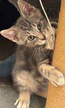 PRINCE -  Domestic Short Hair Cat for Adoption in Elizabethton, Tennessee - PRINCE | PetCurious