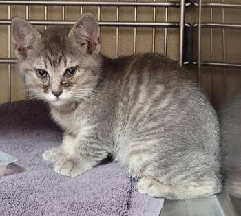 Srija -  Domestic Short Hair Cat for Adoption in Vancouver, Washington - Srija | PetCurious