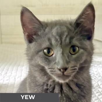 Rescue Domestic Medium Hair Cats for Adoption in Toronto, Ontario - Yew | PetCurious