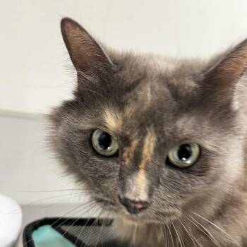 Domestic Long Hair Cats Available for Adoption - Smokey | PetCurious