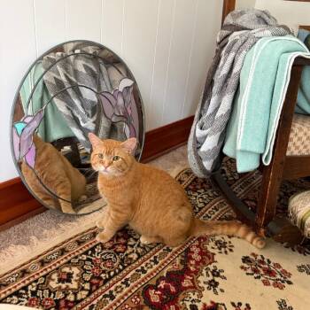 Swedish Chef -  Domestic Short Hair Cat Available for Adoption in Evanston, Illinois - Swedish Chef | PetCurious