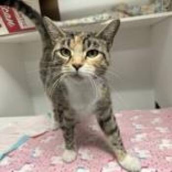 Sweet Cheese -  Domestic Short Hair Cat for Adoption in Hilliard, Ohio - Sweet Cheese | PetCurious