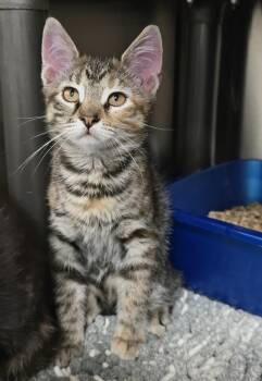 Domestic Short Hair Cats Available for Adoption in Lindenhurst, New York - 6-213 Dina | PetCurious