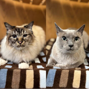 Rescue Birman Cats for Adoption in Fargo, North Dakota - Ozzy | PetCurious