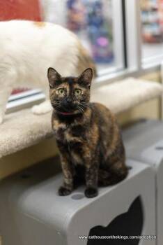 Rescue Tortoiseshell Cats for Adoption in Parlier, California - Ursa | PetCurious
