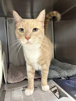Sandy (Beacon Hill Stray) -  Domestic Short Hair Cat for Adoption in Bridgewater, New Jersey - Sandy (Beacon Hill Stray) | PetCurious