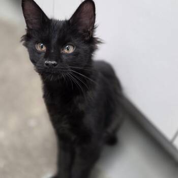 Rescue Domestic Medium Hair Cats for Adoption in Brooks, Alberta - Lenny | PetCurious