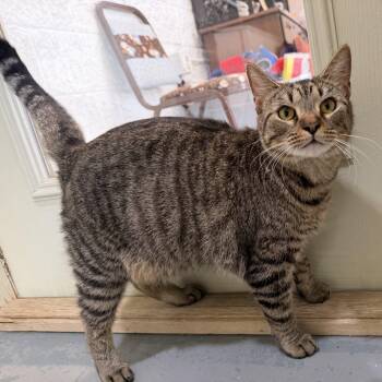 Leo -  Domestic Short Hair Cat for Adoption in Latrobe, Pennsylvania - Leo | PetCurious