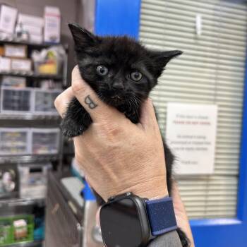 Collen Robinson -  Domestic Short Hair Cat for Adoption in Huntsville, Alabama - Collen Robinson | PetCurious