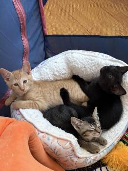 Pickles, Tater Tot, Olive & Bean -  Domestic Short Hair Cat Available for Adoption in Thomaston, Connecticut - Pickles, Tater Tot, Olive & Bean | PetCurious