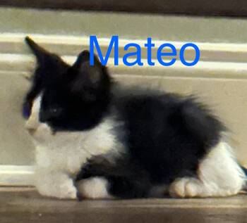 Rescue Domestic Short Hair Cats for Adoption in Saint Francisville, Louisiana - Mateo | PetCurious