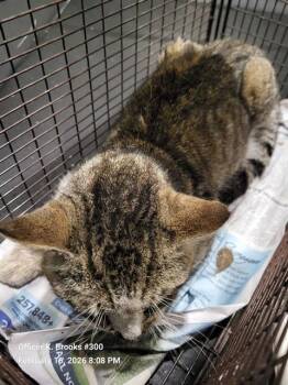 Domestic Short Hair Cats Available for Adoption - ARIES | PetCurious