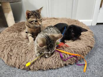 Beautiful -  Domestic Short Hair Cat for Adoption in Wheaton, Illinois - Beautiful | PetCurious