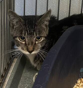 Reliance Cat -  Domestic Short Hair Cat for Adoption in Rock Springs, Wyoming - Reliance Cat | PetCurious