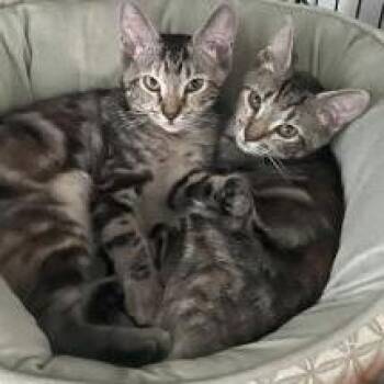 Elsa -  Domestic Short Hair Cat for Adoption in Sarasota, Florida - Elsa | PetCurious