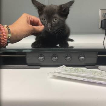 Tabitha -  Domestic Short Hair Cat for Adoption in Saint Joseph, Missouri - Tabitha | PetCurious