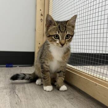 Lupine -  Domestic Short Hair Cat for Adoption in Abbotsford, British Columbia - Lupine | PetCurious