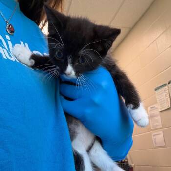 Domestic Short Hair Cats Available for Adoption in Council Bluffs, Iowa - Blueberry | PetCurious