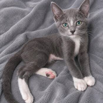 Crissy -  Domestic Short Hair Cat for Adoption in Tucson, Arizona - Crissy | PetCurious