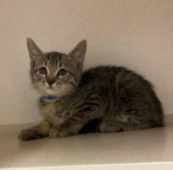 Blaze -  Domestic Short Hair Cat for Adoption in Chino Valley, Arizona - Blaze | PetCurious