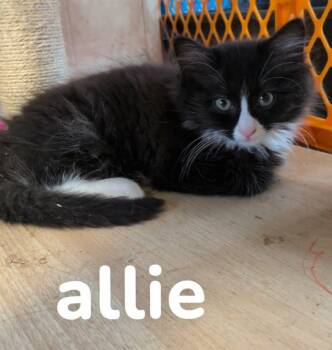 Allie, Dean, Tucker, Logan -  Domestic Short Hair Cat for Adoption in Manchester, Connecticut - Allie, Dean, Tucker, Logan | PetCurious