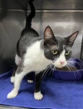 Rescue Domestic Short Hair Cats for Adoption in Killeen, Texas - CRANBERRY | PetCurious