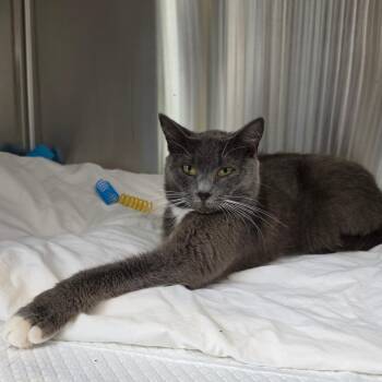 Sabrina -  Domestic Short Hair Cat for Adoption in Greensboro, North Carolina - Sabrina | PetCurious