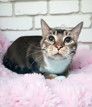 Domestic Short Hair Cats Available for Adoption in Pasadena, California - ZOEY | PetCurious