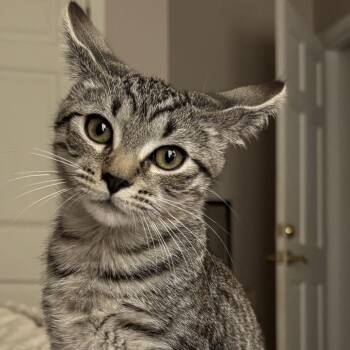 Ava -  American Shorthair Cat for Adoption in Asheville, North Carolina - Ava | PetCurious