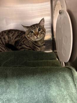 Domestic Short Hair Cats Available for Adoption - Rufus(691) | PetCurious