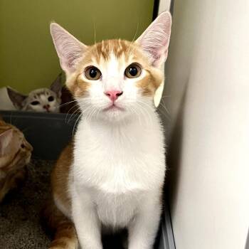 Naranjo -  Domestic Short Hair Cat for Adoption in Temecula, California - Naranjo | PetCurious