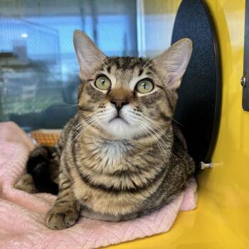 Domestic Medium Hair Cats Available for Adoption - Peter | PetCurious