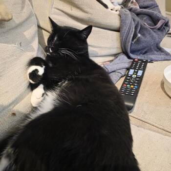 Domestic Short Hair Cats Available for Adoption in Merrifield, Virginia - Malcolm Chiles | PetCurious