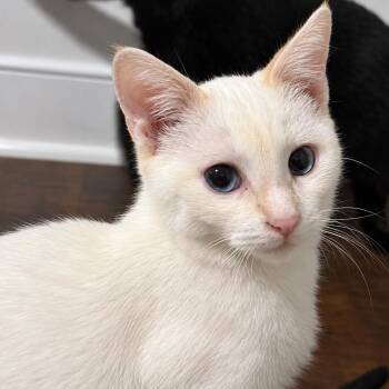 Tidbits -  Siamese and Domestic Short Hair Cat for Adoption in Richmond, Virginia - Tidbits | PetCurious