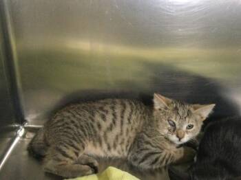 A1924195 -  Domestic Medium Hair Cat for Adoption in Thousand Palms, California - A1924195 | PetCurious